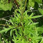 Cosmos sulphureus Blatt