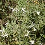 Parolinia glabriuscula 整株植物