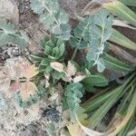 Pimpinella cumbrae Leaf