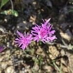 Centaurea jaceaVirág