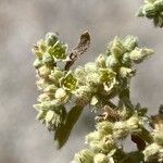 Herniaria incana Flor