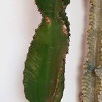 Euphorbia abyssinica Corteza