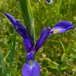 Iris spuria Floare