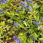 Polygala alpina Hoja