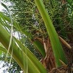 Livistona chinensis Fruto
