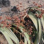 Welwitschia mirabilis Kwiat