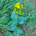 Senecio ampullaceus Leaf