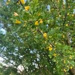 Caragana arborescens Fiore