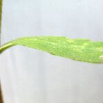 Brassica procumbens Blatt