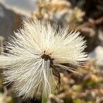 Tolpis staticifolia Frukt