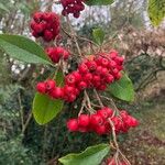 Cotoneaster frigidus Fruto