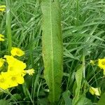 Rumex hydrolapathum Leaf