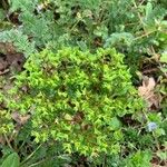 Euphorbia peplus Floro