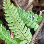 Dryopteris affinis Leaf