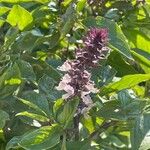 Ocimum americanumBlüte