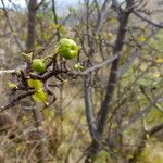 Turraea mombassana Άλλα