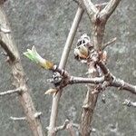 Viburnum × bodnantense Lapas