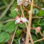 Pyrola rotundifolia Çiçek