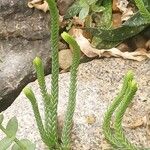 Crassula muscosa Листок