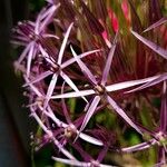 Allium nigrum Blodyn