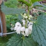 Lamium albumFlower