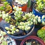 Cotyledon pendens Hoja