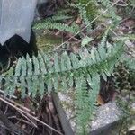 Asplenium platyneuron Folha