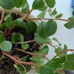Peperomia rotundifolia Hoja