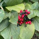 Viburnum lantana Vaisius