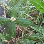 Alternanthera philoxeroides Flower