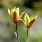 Tulipa sylvestris Fleur
