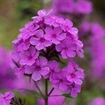 Phlox maculata Flor