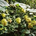 Humulus lupulus Fruchs