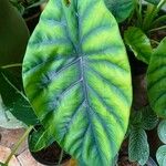 Alocasia clypeolata Hoja