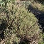 Artemisia herba-alba عادت داشتن