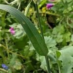 Avena sativa Leaf