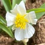 Ranunculus kuepferi Flower