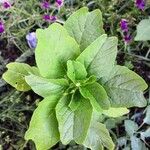 Amaranthus blitum ഇല