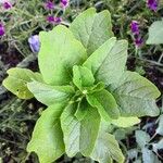 Amaranthus blitum 葉