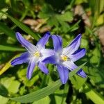Scilla luciliae 花
