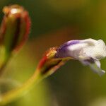 Torenia crustacea Flor