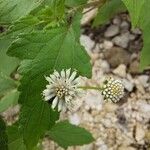 Melanthera nivea Voninkazo