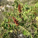 Rhus coriaria Фрукт