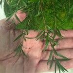 Melaleuca alternifolia Yaprak