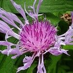 Centaurea nigrescens Floare