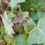 Solanum viarum Other