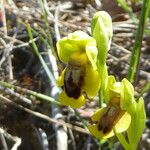 Ophrys lutea Rinde