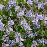 Veronica prostrata Flower