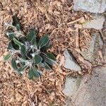 Pachystegia insignis Folha