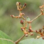 Psorospermum febrifugum Frucht